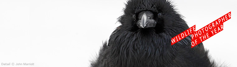 wpy-header-nosponsor