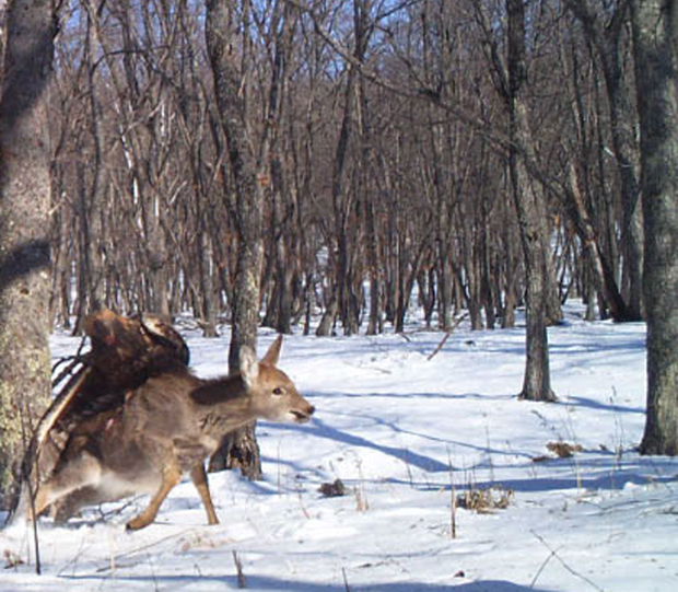 EagleDeer1