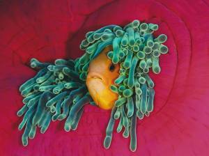 Pash_Baker_Clownfish